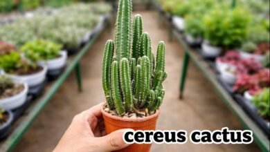 cereus cactus