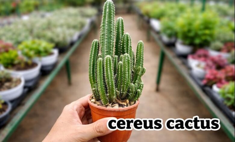cereus cactus