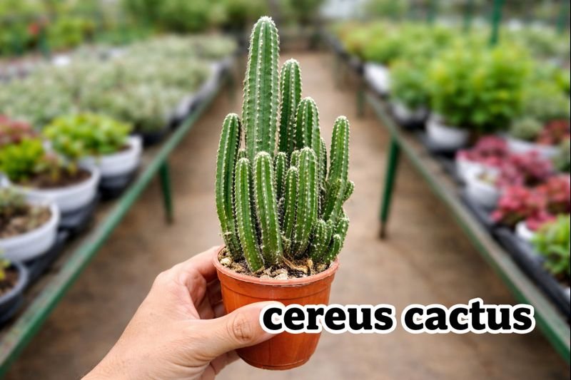 cereus cactus