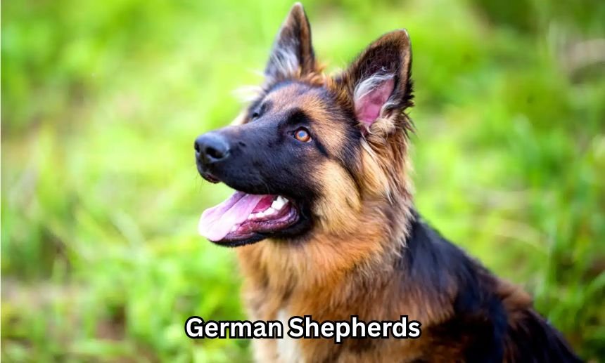 German Shepherds: Smart, Loyal, and Protective Companions